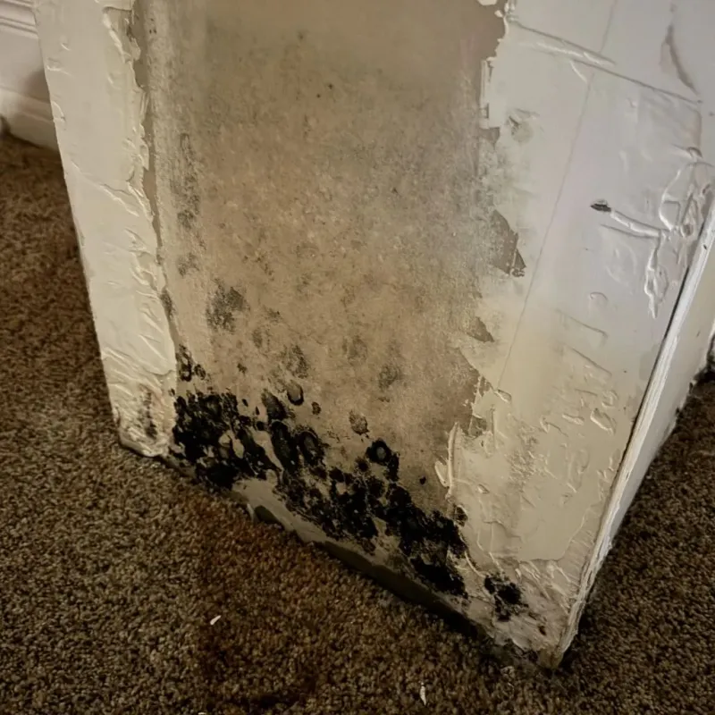 Professional Mold Removal in Urbana, IL